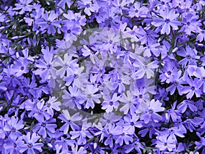 Purple Creeping Phlox garden perennial