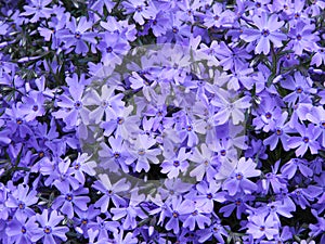 Purple Creeping Phlox garden perennial photo