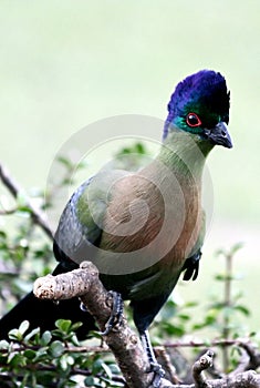 Purple-crested Turaco