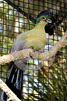 Purple-crested Turaco In Captivity photo