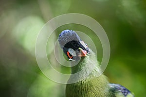 Purple-crested turaco close up in the forest