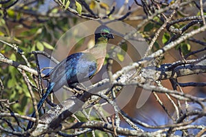 Purple-crested Turaco in Kruger National park, South Africa