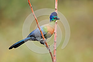 Purple-crested turaco - South Africa