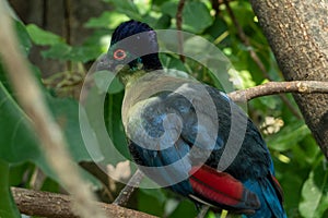 Purple crested turaco Tauraco porphyreolophus perched on a branch in forest close up. Swaziland national bird