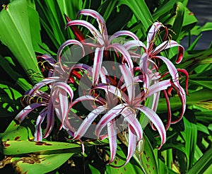 Purple Crinum Lily photo