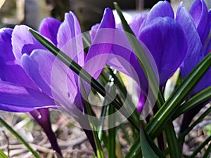 Purple croci flowers