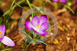 Purple Crocus