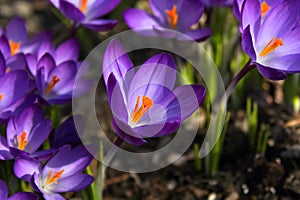 Purple Crocus