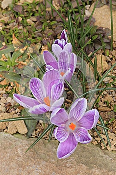 Purple Crocus