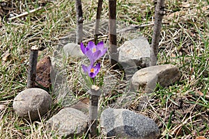 Purple crocus