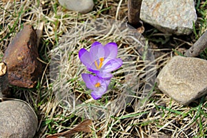 Purple crocus