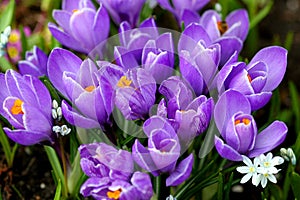 Purple crocus