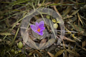 Purple crocus in autumn