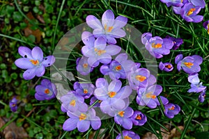 Purple crocus blooming on a forest floor, winter bloomer as a nature background