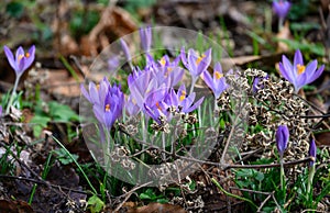 Purple crocus blooming on a forest floor, winter bloomer as a nature background
