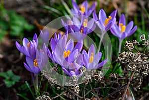 Purple crocus blooming on a forest floor, winter bloomer as a nature background