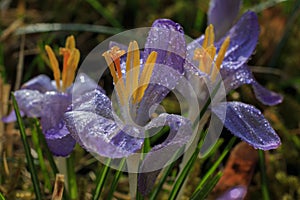 Purple crocus blooms with water drops