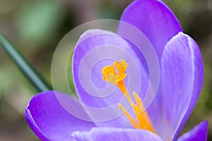 Purple crocus blossom