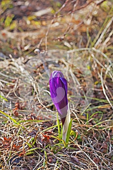 Purple crocus bud Spring Crocus, Giant Crocus