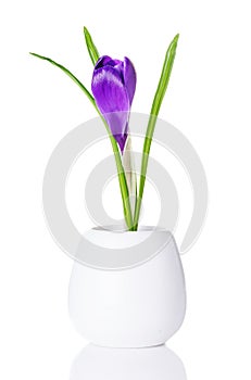 Purple crocus bud in a white vase