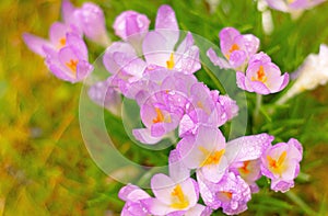 purple Crocus close up , spring blooming, first flowers, nature