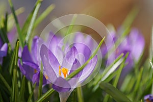Purple Crocus Cluster