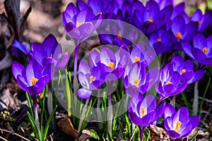 Purple crocus
