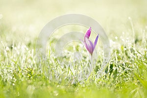 Purple crocus and early morning grass