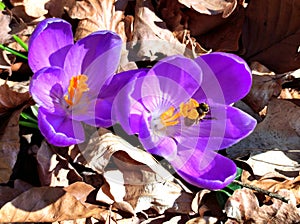 Purple crocus with first bee of the year in detailed view