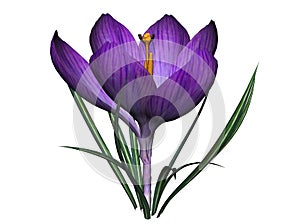 Purple crocus flower