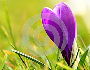 Purple crocus flower