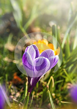 Purple crocus flower backlit by the sun.