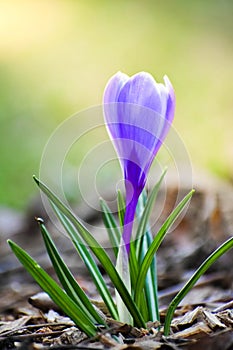 Purple Crocus Flower Blooming in Spring