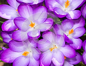 Purple crocus flower blossoms background