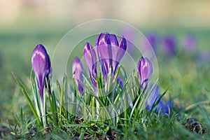 Purple crocus flower blossoms