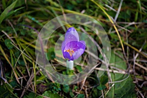 Purple crocus flower in the dew