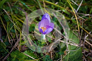 Purple crocus flower in the dew