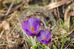 Purple crocus flower from flowerbulb during springtime