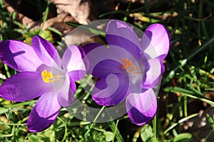 Purple crocus flower from flowerbulb during springtime