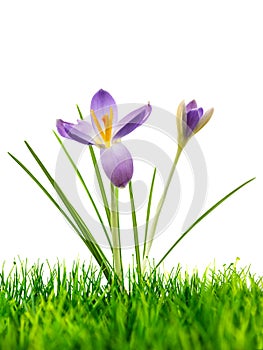 Purple crocus on fresh green grass on white