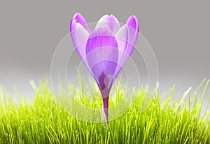 Purple crocus flower in grass