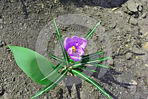 Purple crocus flower with green leaves, top view petals, pistil and stamens, growing on black earth