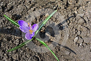 Purple crocus flower with green leaves, top view petals, small black spider on pistil, growing on black earth