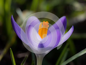 Purple crocus flower in a meadow