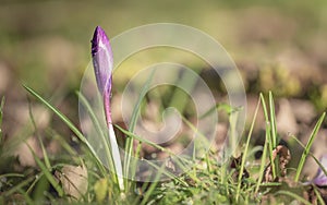 purple crocus flower in a meadow in spring