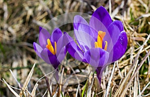 Purple Crocus Flower