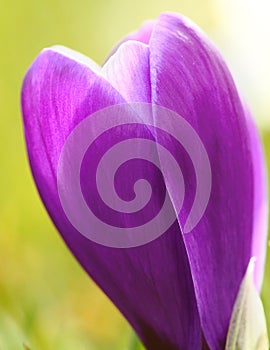 Purple crocus flower