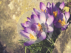 Purple crocus