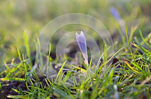 Purple crocus flower in spring