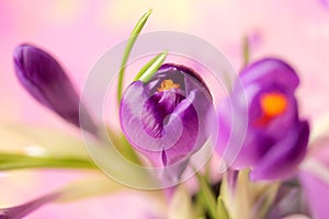 Purple crocus flower , spring flower crocus as a background